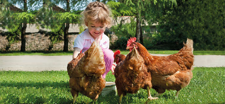 themenwelt themeneinstieg Huhn Kueken 1600x740